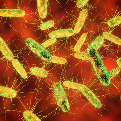 Foodborne illness through bacteria
